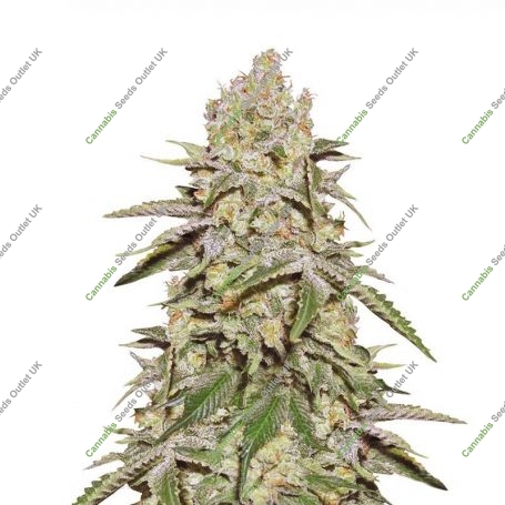 Cookies n Cheese Feminized Marijuana Strain by Our Own Weed Breeders For Sale Online at Cannabis Seeds Outlet
