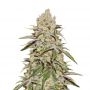 Cookies n Cheese Feminized Marijuana Strain by Our Own Weed Breeders For Sale Online at Cannabis Seeds Outlet