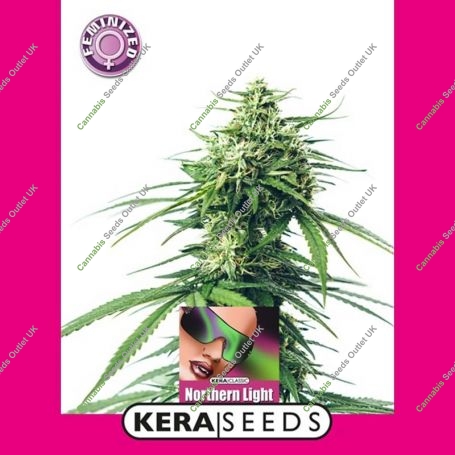 Northern Light Feminized Marijuana Strain by Kera Seeds For Sale Online at Cannabis Seeds Outlet