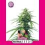 Northern Light Feminized Marijuana Strain by Kera Seeds For Sale Online at Cannabis Seeds Outlet