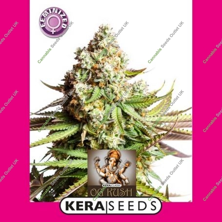 OG Kush Feminized Marijuana Strain by Kera Seeds For Sale Online at Cannabis Seeds Outlet