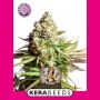OG Kush Feminized Marijuana Strain by Kera Seeds For Sale Online at Cannabis Seeds Outlet