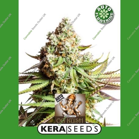 OG Kush Automatic Feminized Marijuana Strain by Kera Seeds For Sale Online at Cannabis Seeds Outlet
