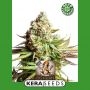 OG Kush Automatic Feminized Marijuana Strain by Kera Seeds For Sale Online at Cannabis Seeds Outlet