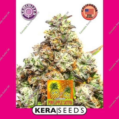 Pineapple Sativa Feminized Marijuana Strain by Kera Seeds For Sale Online at Cannabis Seeds Outlet