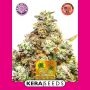 Pineapple Sativa Feminized Marijuana Strain by Kera Seeds For Sale Online at Cannabis Seeds Outlet
