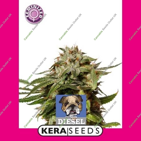 Premium Diesel Feminized Marijuana Strain by Kera Seeds For Sale Online at Cannabis Seeds Outlet