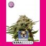 Premium Diesel Feminized Marijuana Strain by Kera Seeds For Sale Online at Cannabis Seeds Outlet