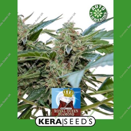 Royal Q Diamond Auto Feminized Marijuana Strain by Kera Seeds For Sale Online at Cannabis Seeds Outlet