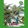 Royal Q Diamond Auto Feminized Marijuana Strain by Kera Seeds For Sale Online at Cannabis Seeds Outlet