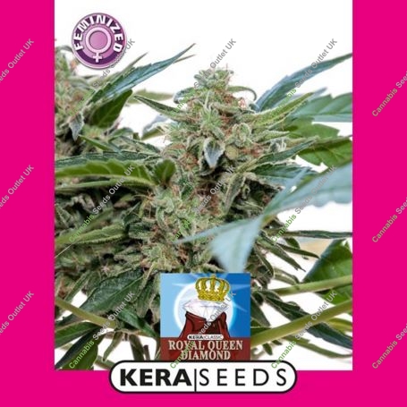 Royal Queen Diamond Feminized Marijuana Strain by Kera Seeds For Sale Online at Cannabis Seeds Outlet
