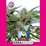 Royal Queen Diamond Feminized Marijuana Strain by Kera Seeds For Sale Online at Cannabis Seeds Outlet