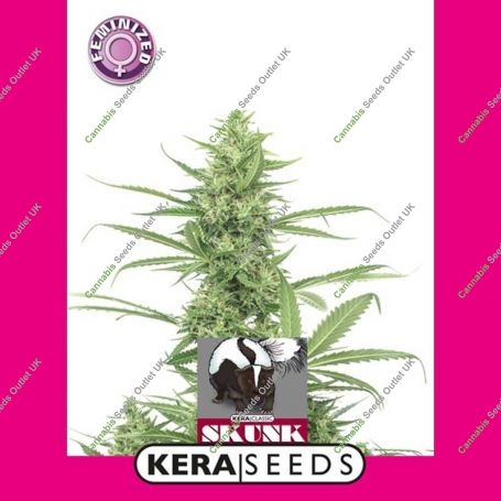 Skunk Feminized Marijuana Strain by Kera Seeds For Sale Online at Cannabis Seeds Outlet
