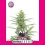 Skunk Feminized Marijuana Strain by Kera Seeds For Sale Online at Cannabis Seeds Outlet
