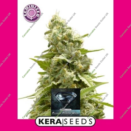 Super Silver Haze Feminized Marijuana Strain by Kera Seeds For Sale Online at Cannabis Seeds Outlet