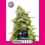 Super Silver Haze Feminized Marijuana Strain by Kera Seeds For Sale Online at Cannabis Seeds Outlet