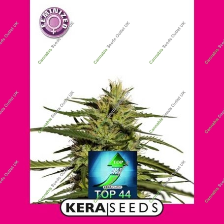 Top 44 Feminized Marijuana Strain by Kera Seeds For Sale Online at Cannabis Seeds Outlet