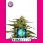 Top 44 Feminized Marijuana Strain by Kera Seeds For Sale Online at Cannabis Seeds Outlet