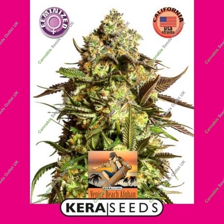 Venice Beach Afghan Feminized Marijuana Strain by Kera Seeds For Sale Online at Cannabis Seeds Outlet