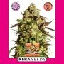 Venice Beach Afghan Feminized Marijuana Strain by Kera Seeds For Sale Online at Cannabis Seeds Outlet