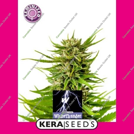 White Thunder Feminized Marijuana Strain by Kera Seeds For Sale Online at Cannabis Seeds Outlet