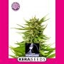 White Thunder Feminized Marijuana Strain by Kera Seeds For Sale Online at Cannabis Seeds Outlet