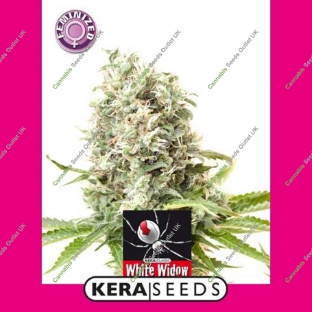 White Widow Feminized Marijuana Strain by Kera Seeds For Sale Online at Cannabis Seeds Outlet