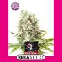 White Widow Feminized Marijuana Strain by Kera Seeds For Sale Online at Cannabis Seeds Outlet