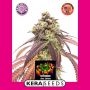 Zkittels Feminized Marijuana Strain by Kera Seeds For Sale Online at Cannabis Seeds Outlet