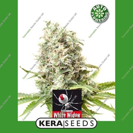 White Widow Auto Feminized Marijuana Strain by Kera Seeds For Sale Online at Cannabis Seeds Outlet