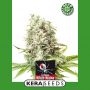 White Widow Auto Feminized Marijuana Strain by Kera Seeds For Sale Online at Cannabis Seeds Outlet