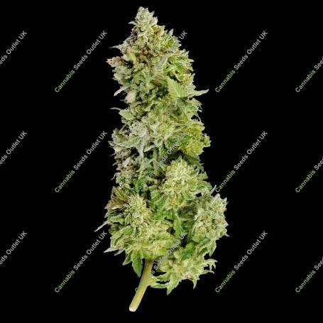 Beast Mode Auto Feminized Marijuana Strain by Mega Buds For Sale Online at Cannabis Seeds Outlet