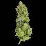 Beast Mode Auto Feminized Marijuana Strain by Mega Buds For Sale Online at Cannabis Seeds Outlet