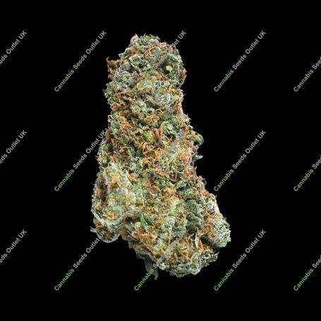 Big Bruce Feminized Marijuana Strain by Mega Buds For Sale Online at Cannabis Seeds Outlet