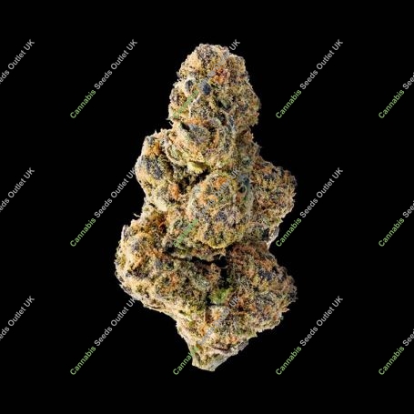 Colossal Purps Feminized Marijuana Strain by Mega Buds For Sale Online at Cannabis Seeds Outlet