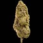 Fast Master Feminized Marijuana Strain by Mega Buds For Sale Online at Cannabis Seeds Outlet