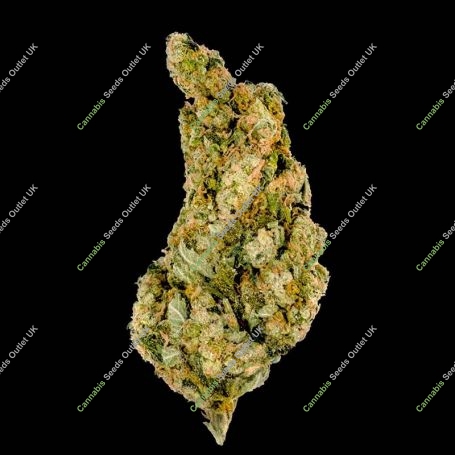 Giant Skittlez Feminized Marijuana Strain by Mega Buds For Sale Online at Cannabis Seeds Outlet