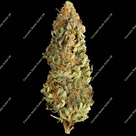Mega CBD Feminized Marijuana Strain by Mega Buds For Sale Online at Cannabis Seeds Outlet