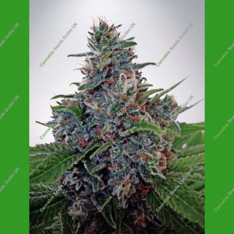 Blue Amnesia Auto Feminized Marijuana Strain by Ministry of Cannabis For Sale Online at Cannabis Seeds Outlet