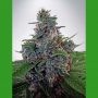 Blue Amnesia Auto Feminized Marijuana Strain by Ministry of Cannabis For Sale Online at Cannabis Seeds Outlet