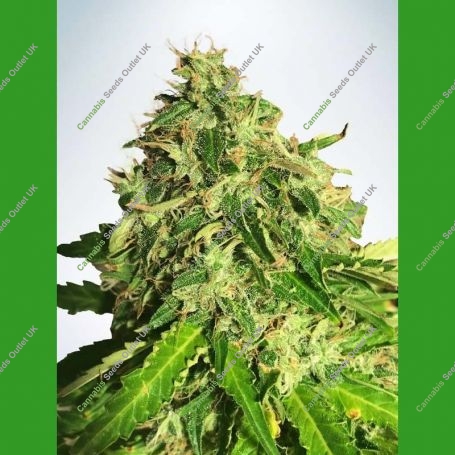 Cannabis Light CBD Auto Feminized Marijuana Strain by Ministry of Cannabis For Sale Online at Cannabis Seeds Outlet
