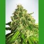 Cannabis Light CBD Auto Feminized Marijuana Strain by Ministry of Cannabis For Sale Online at Cannabis Seeds Outlet
