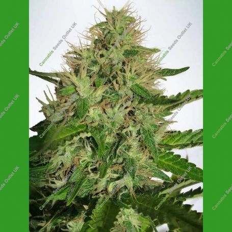 Cannabis Light Feminized Marijuana Strain by Ministry of Cannabis For Sale Online at Cannabis Seeds Outlet