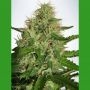 Cannabis Light Feminized Marijuana Strain by Ministry of Cannabis For Sale Online at Cannabis Seeds Outlet