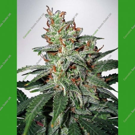 Carnival Feminized Marijuana Strain by Ministry of Cannabis For Sale Online at Cannabis Seeds Outlet
