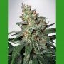 Carnival Feminized Marijuana Strain by Ministry of Cannabis For Sale Online at Cannabis Seeds Outlet