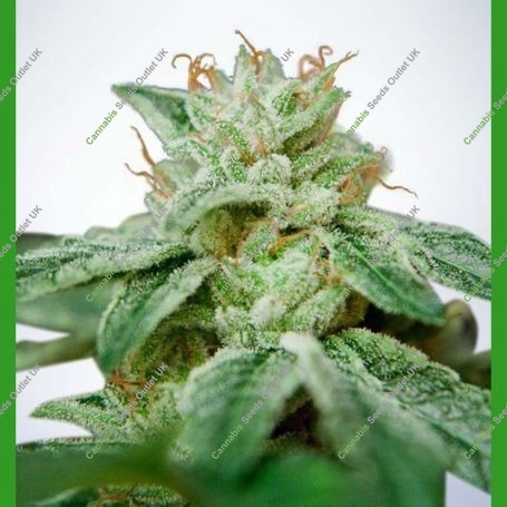 CBD Star Feminized Marijuana Strain by Ministry of Cannabis For Sale Online at Cannabis Seeds Outlet