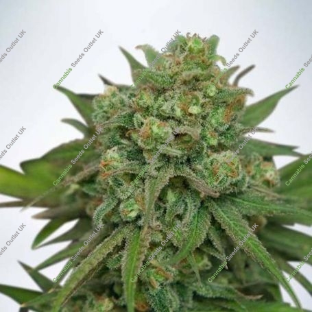 Instakush Feminized Marijuana Strain by Ministry of Cannabis For Sale Online at Cannabis Seeds Outlet