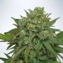 Instakush Feminized Marijuana Strain by Ministry of Cannabis For Sale Online at Cannabis Seeds Outlet