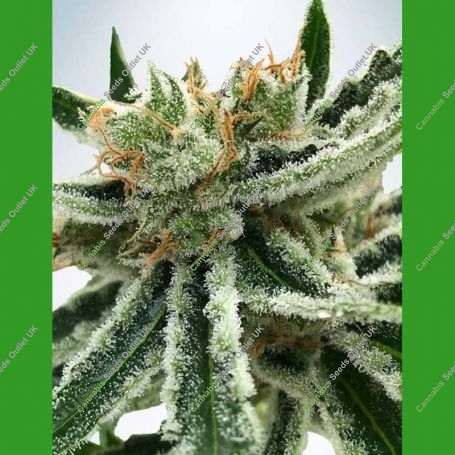 Mandarin Haze Feminized Marijuana Strain by Ministry of Cannabis For Sale Online at Cannabis Seeds Outlet